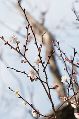 梅の花 日本