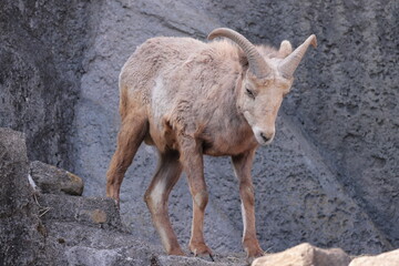 オオツノヒツジ