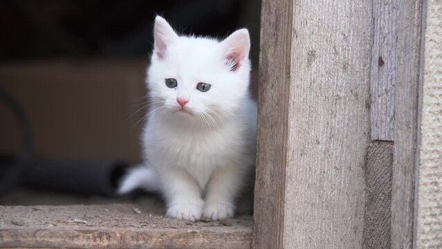 Funny white fluffy kitten is sitting on the doorstep of house and watching around curiously. It is interesting for pet to go outside for a walk, but it is still scary to do it for the first time