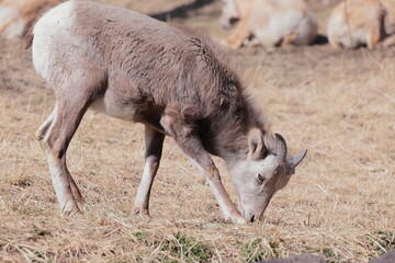 オオツノヒツジ