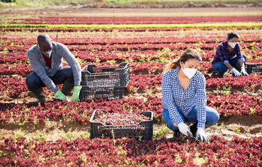 Multinational group of people in disposable medical masks working on farm field on spring day, picking organic red leaf lettuce. Concept of health protection during coronavirus pandemic