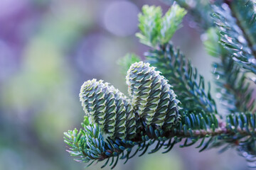 A branch of Korean fir with cones on blurred background
