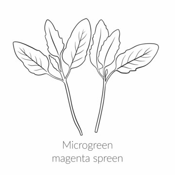 Young microgreen magenta spreen sprouts, magenta spreen microgreen growing, healthy lifestyle concept, vegan healthy food. Vector line graphics on a white background, line art, one line.