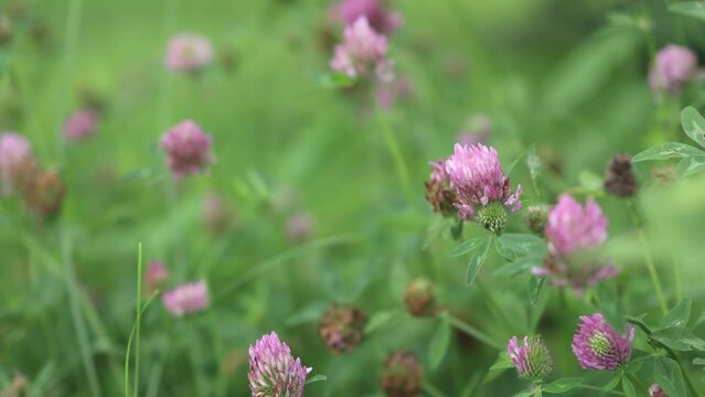 pink purple clover flowers in green field. trifolium repens ladino clover in bloom. Patrick's day concept