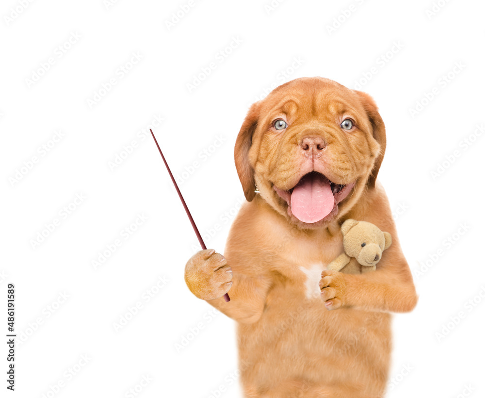Poster yawning sleepy mastiff puppy hugs favorite toy bear and points away on empty space. isolated on whit