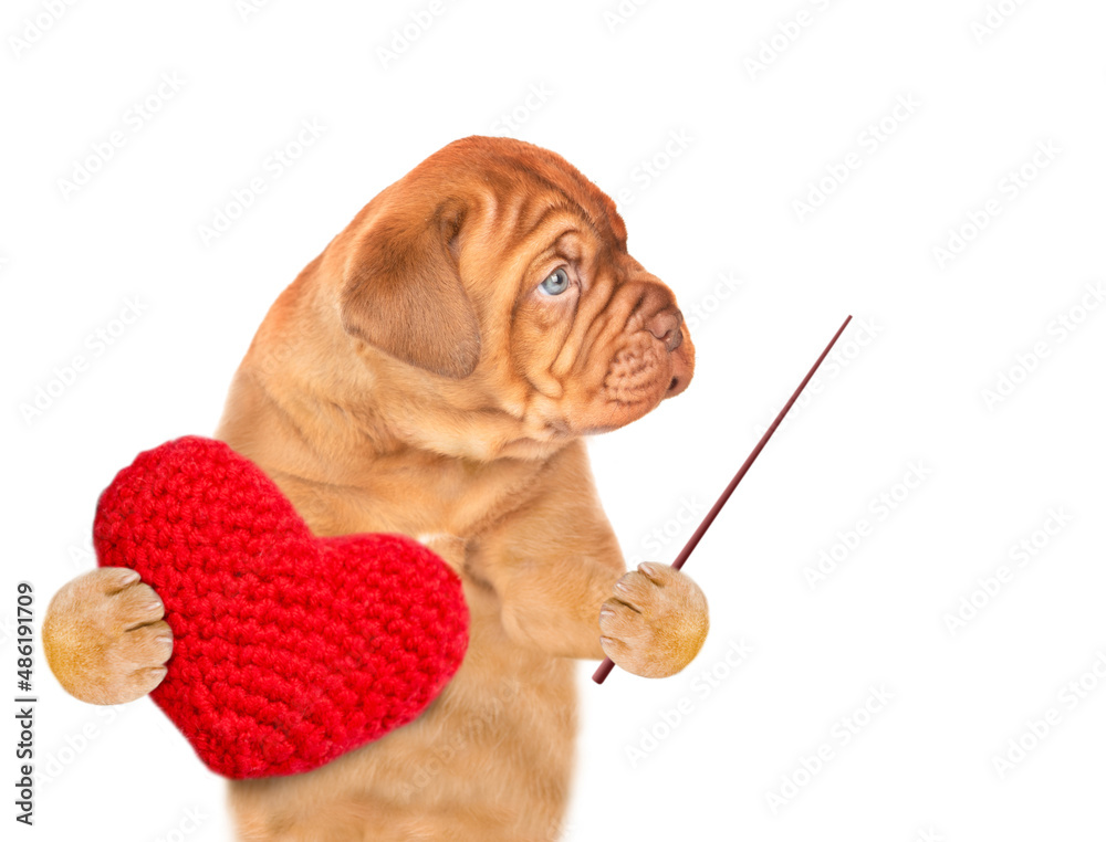 Poster Mastiff puppy holds heart and points away on empty space. isolated on white background