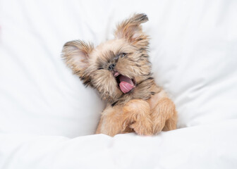 Yawning Griffon puppy lying on a bed at home. Top down view