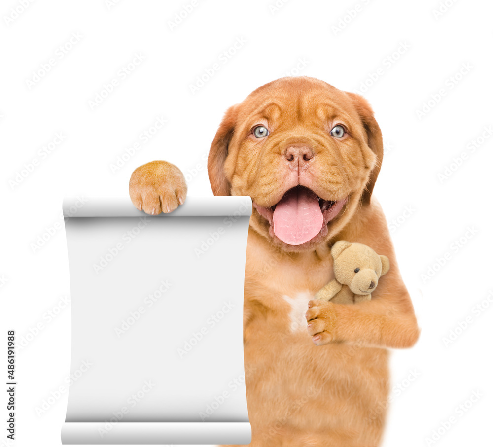 Poster yawning mastiff puppy hugs toy bear and shows empty list. isolated on white background