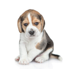 Beagle puppy sitting in front view and looking at camera. isolated on white background