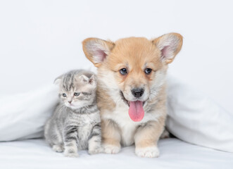 Pembroke welsh corgi puppy and baby kitten lying together under warm white blanket on a bed at home