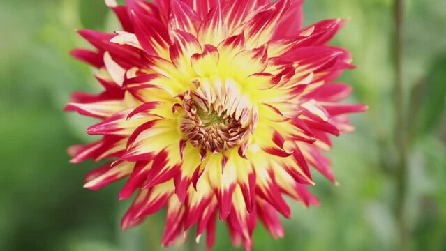 red yellow dahlia cactus flower blooming on green background close-up view