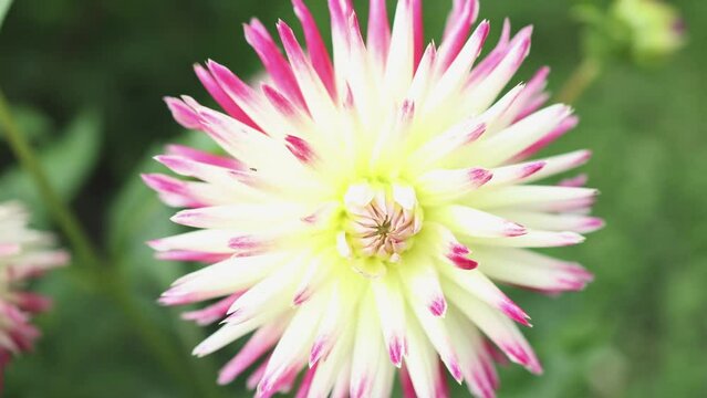 close-up of pink and white yellow dahlia cactus flower blooming in blurred green background
