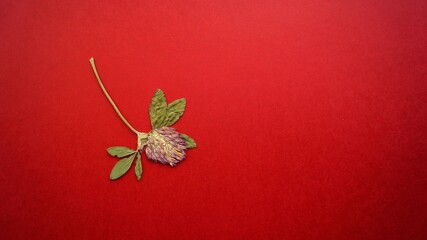 christmas decoration on red background