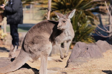 カンガルー