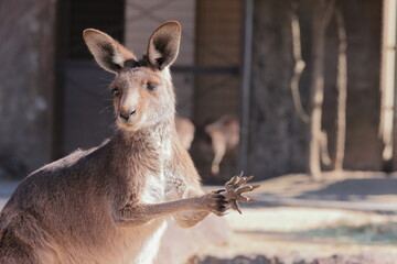 カンガルー