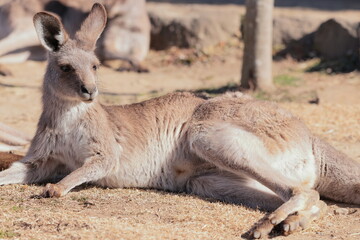 カンガルー