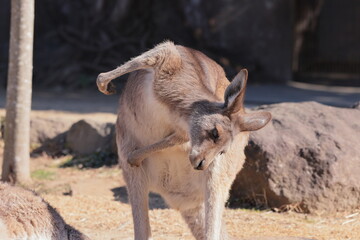 カンガルー