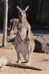 カンガルー