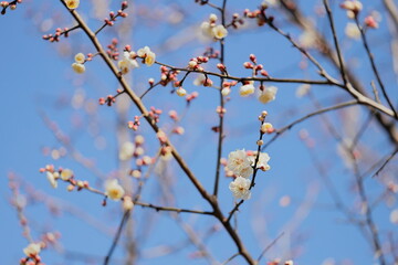 梅