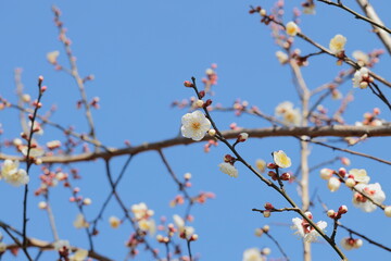 梅