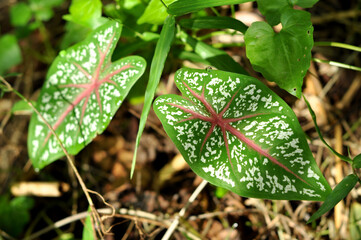 Nature caladium bicolor in forest