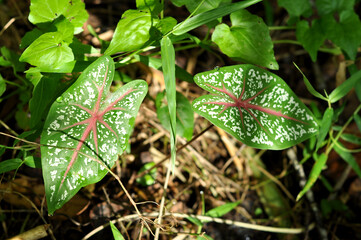Nature caladium bicolor in forest