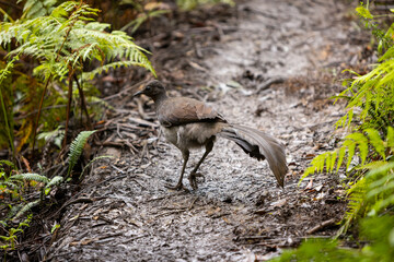 Superb Lyrebird encountered on a walking track near Fitzroy Falls, NSW, Australia