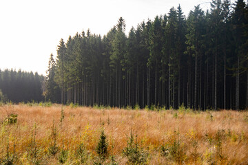 Landscape in autumn in Rebild Bakker in Denmark