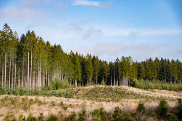 Landscape in autumn in Rebild Bakker in Denmark