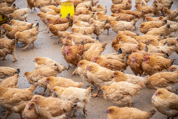 Yellow-feathered broiler chickens raised on a chicken farm on a rural hill