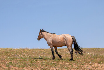 Rust colored Red Roan Wild Horse Mustang Stallion on Sykes Ridge in the Pryor Mountains Wild Horse...
