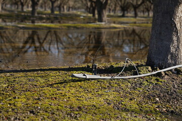 Flood and Fan Jet Irrigation System in Almond Orchard 