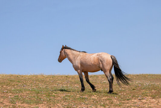 Rust colored Red Roan Wild Horse Mustang Stallion on Sykes Ridge in the Pryor Mountains Wild Horse Range on the border of Wyoming in the United States