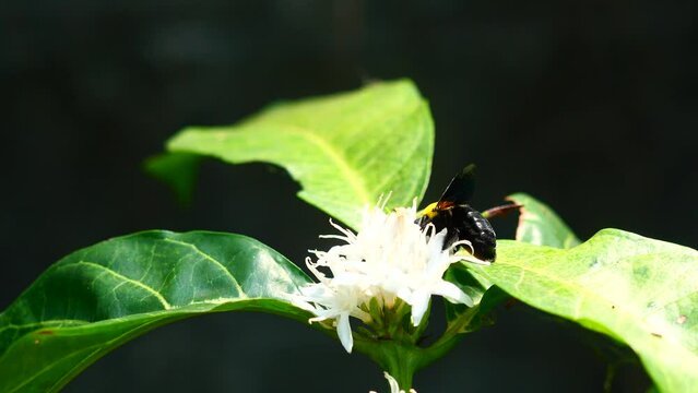 Eastern carpenter Bee fliing to seeking nectar in Robusta coffee blossom on tree plant with green leaf. Petals and white stamens of blooming flowers, Yellow hair and black stripes on bumblebee