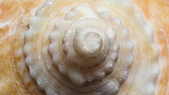 Macro 4k video of a spiral seashell. Mollusk seashell texture. Studio shooting.	