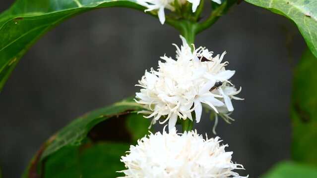 Eastern carpenter Bee fliing to seeking nectar in Robusta coffee blossom on tree plant with green leaf. Petals and white stamens of blooming flowers, Yellow hair and black stripes on bumblebee