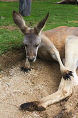 Kangaroo laying down on the sand