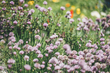 field of pink and white flowers
