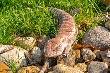 Skink lizard (Scincidae) with small legs crawls from the lawn on yellow stones