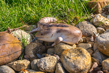 Skink lizard (Scincidae) with small paws on yellow stones hunts by sticking its blue tongue between stones on the lawn