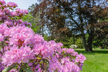 Lovely pink tender blooms on an azalea bush in a park at Atkinson Common in Newburyport in May
