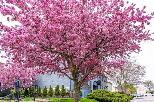 A huge old lush beautiful Redbuds tree (Apple tree, Malus) strewn with pink flowers in New England spring. Portsmouth, New Hampshire, USA