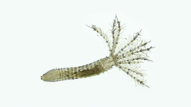 Polychaeta worm, family Sabellidae under a microscope. Filter, lives in a lime tube. Has Radiole tentacles with many cilia. Indian Ocean