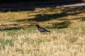 Crow on grass field in park