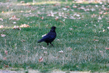 Crow on grass field in park
