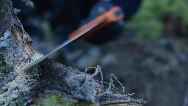 A tree is getting cut by a saw in slow motion