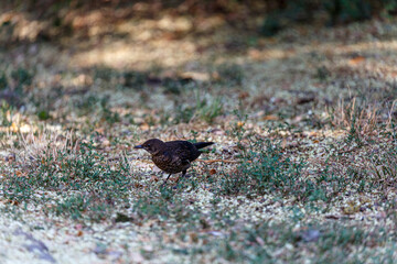 Common blackbird on grass field in park