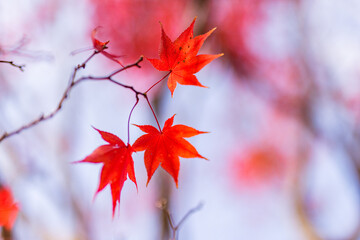もみじ　紅葉