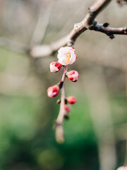 cherry blossom on a branch