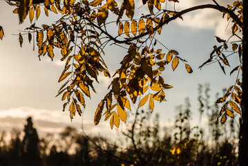 Beautiful yellow leaves at forest during autumn.